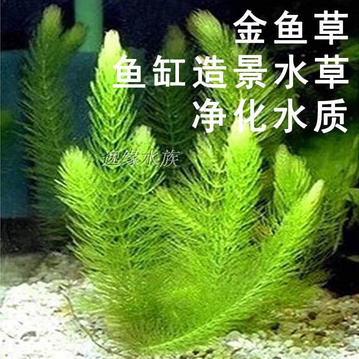 金魚草包郵水蘊草水草水中葉魚缸水草造景