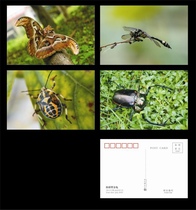 2023 Insects (2) Postcard Type A Set of 4
