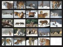 2024 Chinese national protected animal Siberian tiger postcard set of 24