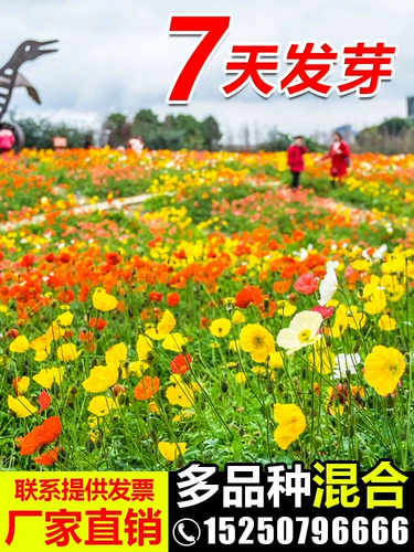 Цветочный семена дикого цветочного комбинации видов солнечных цветов, семена семян цветочника Феникса График Семя семян семян семян семян