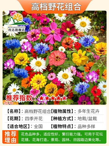 Цветочный семена дикого цветочного комбинации видов солнечных цветов, семена семян цветочника Феникса График Семя семян семян семян семян