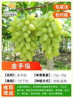 12-летние саженцы (Золотой пальцем) несут 10 килограммов в этом году