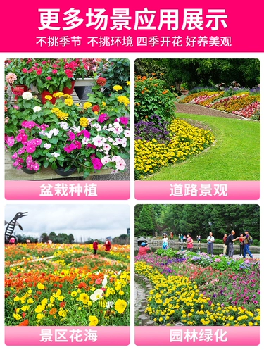 Цветочный семена дикого цветочного комбинации видов солнечных цветов, семена семян цветочника Феникса График Семя семян семян семян семян