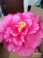 牡丹花花