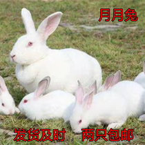 Rabbit Live Rabbit Seedle Not a pair of Commander Rabbit Living Rabbit Living Rabbit Living Rabbit Living Rabbit