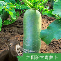 Radish seed extra-large fruit with extra-turnip stumbled over donkey large green radish seed with high-yield radish large whole vegetable seed