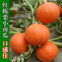 Red chestnut pumpkin seeds mini pumpkin seeds vegetable sweet noodles dry sweet high yield four seasons pumpkin seeds