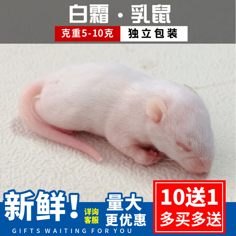 Frozen white frost suckling mouse food pet feed independent bulk shougong white rat sterile frozen horn frog freeze-dried