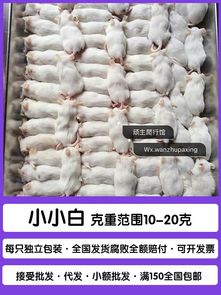 Frozen white milk rat Reptile food Pet feed Independent bulk corn snake Pet palace guard white rat