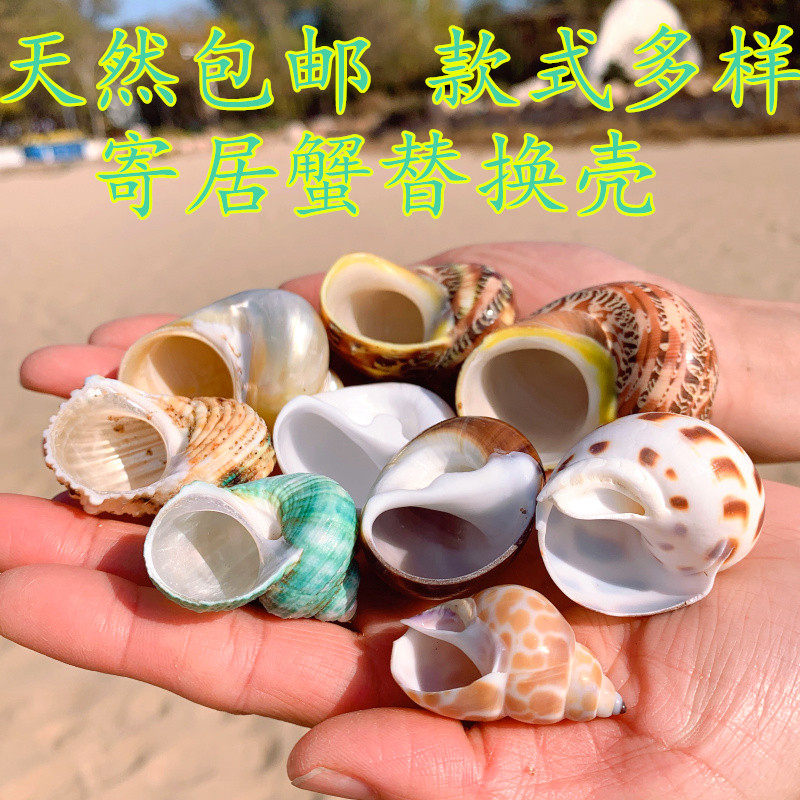 Host crab replacement shell natural sea snail shell Three lakes Cired snapper fish cabbage fish host crab shell beckon fish tank decoration