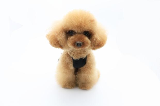 * Quần áo thú cưng AIPET 2016 mới * Teddy VIP nhỏ nước hoa ren pu da váy sling - Quần áo & phụ kiện thú cưng áo chó mèo