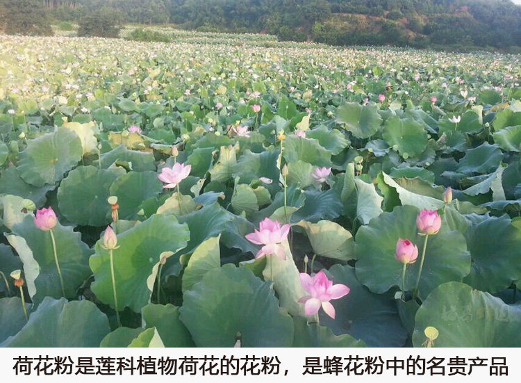 Lotus Picture .jpg