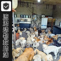 Yuntou feeds stray dog ​​rescue food and sends it directly to the rescue base to help hundreds of furry children dogs and cats live