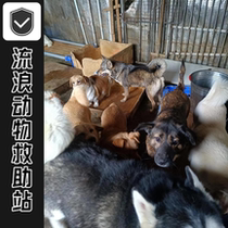 Stray animal rescue plan feeds stray dog ​​dog food and rescue dog food (directly sent to the rescue base)