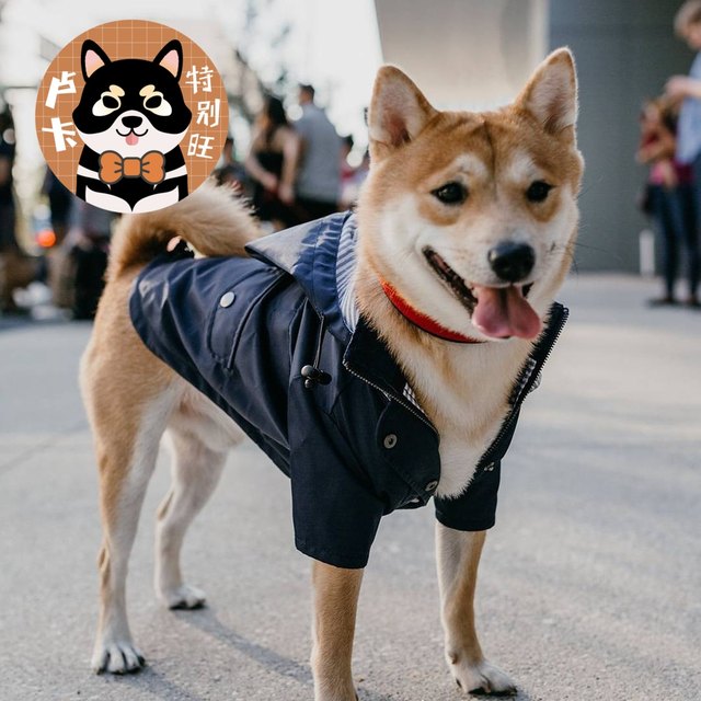 Dog raincoat Luca trendy brand thickened Shiba Inu