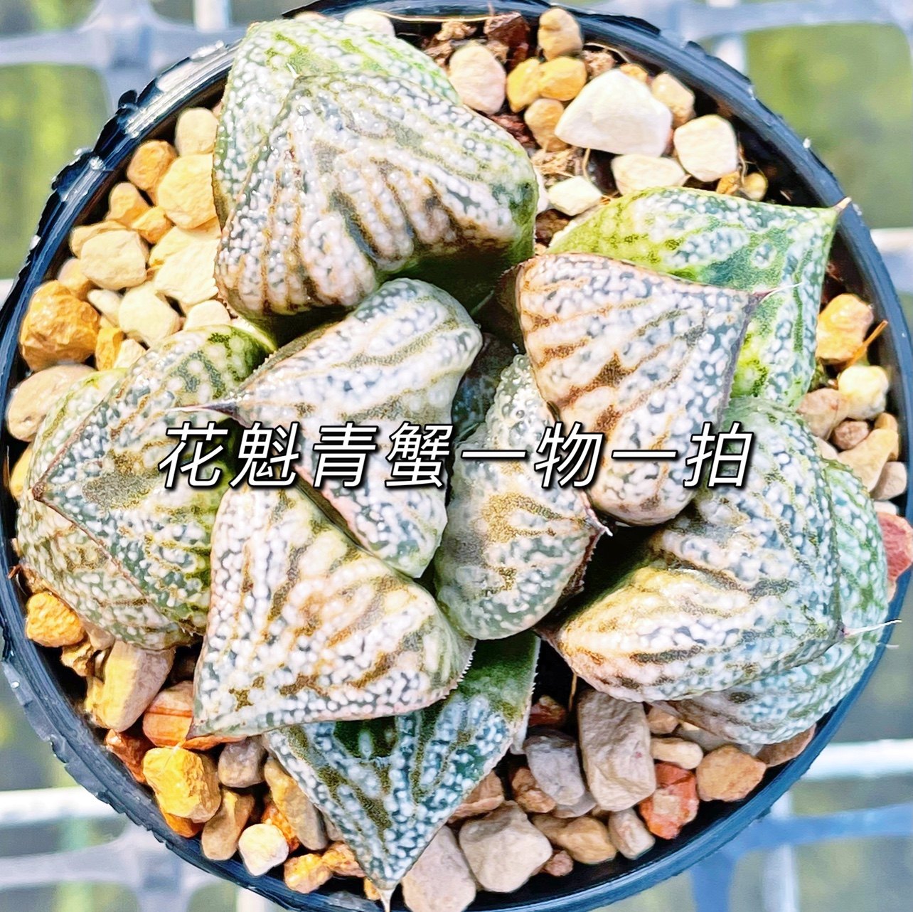 One thing and one beat flower kui green crab shou twelve rolls succulent plant green crab shou large green crab flower kui 28 packs