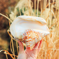 Natural big conch shell crafts snail ears snails ornaments fish tank wedding gifts