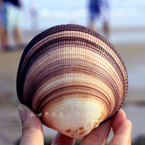 Giant bird clam Blue Bird couple Shell natural conch purple shell home furnishings fish tank landscape photography props wedding