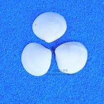 Natural white shell scallops handmade diy painting graffiti childrens kindergarten activity material home decoration props wedding