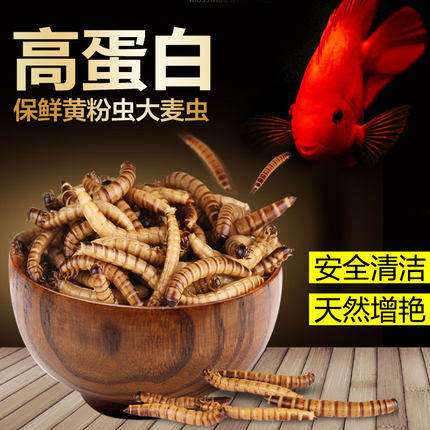 Dragon fish silver feed Senssen blood parrot fish eating tropical fish fish fish food Luhan fish feed