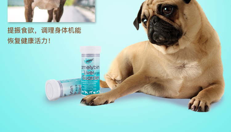 特 安琪儿 phục hồi chức năng gan Viêm gan cổ trướng xơ gan chó dinh dưỡng và các sản phẩm sức khỏe sữa cho chó mèo