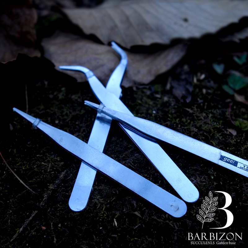 Barbizon đa thịt trồng cây bọ cạp đặc biệt cây mọng nước kết hợp trồng chậu tiện ích thịt và vật tư làm vườn - Nguồn cung cấp vườn vòi sen tưới cây