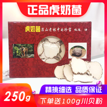 Tiger milk fungus large pieces of natural Tiger Milk bacteria tiger milk mushroom 250g tiger milk mushroom whole generation sliced Chuanbei Ganoderma lucidum