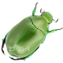 Oku95 Big-headed colorful beetle SP insect specimen beetle West Yunnan 22-25mm A1