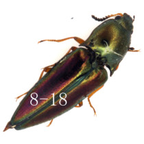 Oku65 Little Rainbow Beetle SP Insect specimen beetle photography West Yunnan 8mm A1