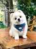 Cute Plaid Denim Dog Scarf Bib Small Dog Decorative Triangle Scarf Pet Accessories Cute Bib