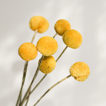 Golden ball dried flower Yunnan natural air dried real flower Nordic ins soft home decoration living room ornaments golden mallet flower