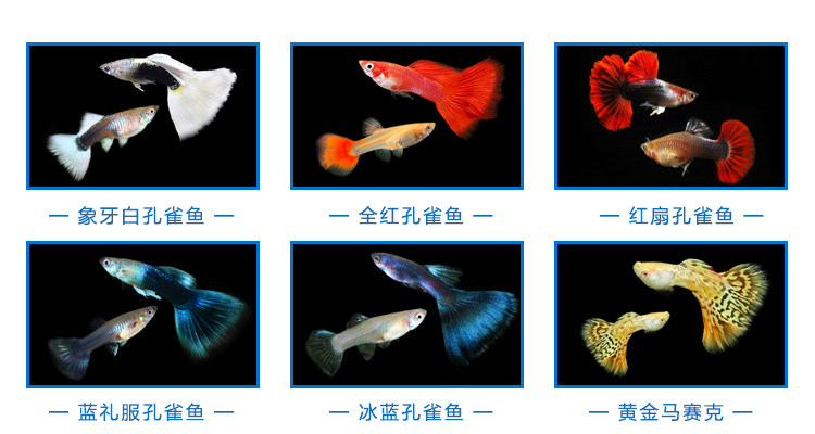 一眉道人黑影道人群游观赏鱼热带鱼草缸之王好养易活包损包邮 虎窝淘