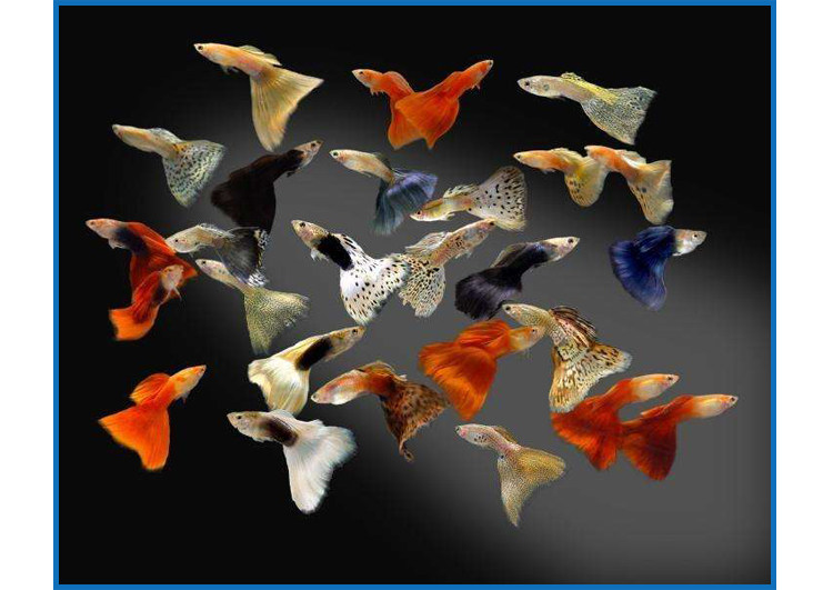 一眉道人黑影道人群游观赏鱼热带鱼草缸之王好养易活包损包邮 虎窝淘