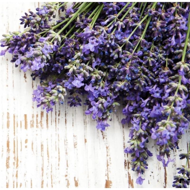 Wild Highland Lavender Essential Oil