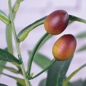 A set of olive branches and fruits specially shot by customers