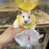 Small clothes for hamsters bibs bibs sugar gliders golden bears hamsters guinea pigs chinchillas pet hats