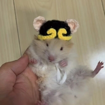 Hamster hat clothes leash sugar glider golden bear squirrel squirrel guinea pig chinchilla Christmas photo