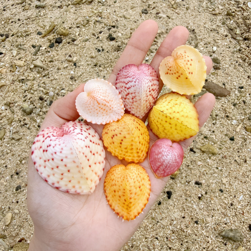 [Natural Shell] Undyed Chicken Heart Clam Heart Bird Clam Niche Gift for Boyfriend and Girlfriend Colorful Chicken Heart