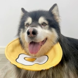 Платные собаки могут стоять на своих нагрудниках, капли воды капали в Самои Аляски Средние собаки летом летом