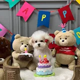 Корейская купление куколка желе с желе -плюшевым мишками