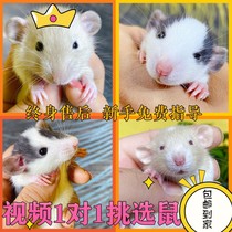 Living Living Pets Pets Students Pets Children Pets Cubs Baby Dormitory Pets Live