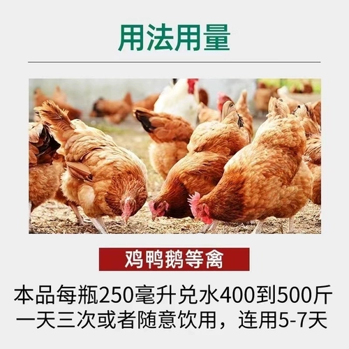 Чума прозрачная курица питательная курица вакцина Специальная утиная гусь защитная птица Список птицы Kedo Star популярность холодного зверя