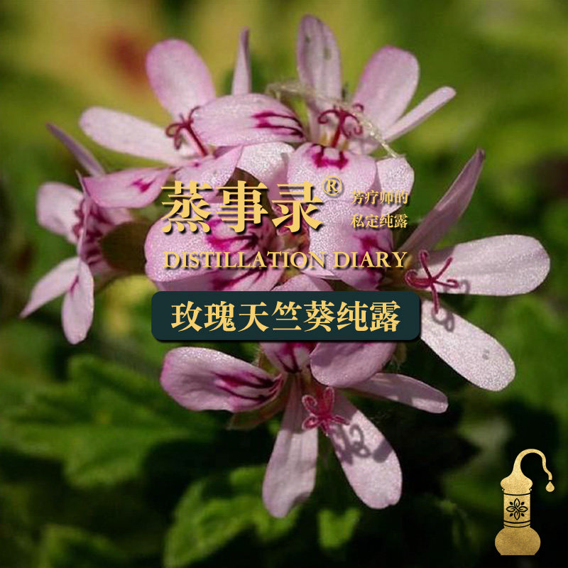 (Balance The Way) Rose Sky Geranium Pure Dew Balance Water Oil Endocrine Mixed Muscle Varicella) Steamed Record