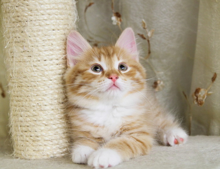 磨爪霍霍向家具?猫抓板还不安排上?!