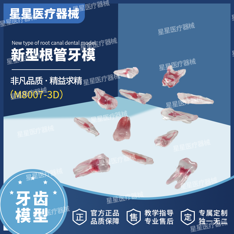 3D新型根管牙离体牙牙科口腔教学模型仿真根管腔3D模型牙根3D模型