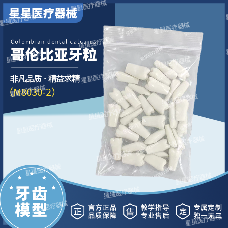 口腔牙齿模型仿真树脂牙粒开髓标准考试练习专用哥伦比亚牙粒髓腔