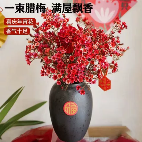 Новый год австралийский цветок австралийский сливовый цветок