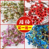 Новый год австралийский цветок австралийский сливовый цветок