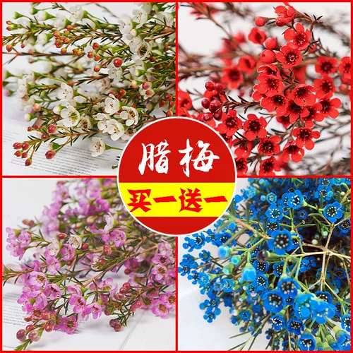 Новый год австралийский цветок австралийский сливовый цветок