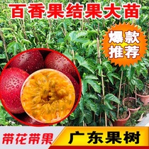 Guangdong Fruit Miao Baixiang Fruit Miao Climbing Vine Potted Eggs Fruit Fry Full Of Stars Golden Thyme Tree Seedlings The Year Results